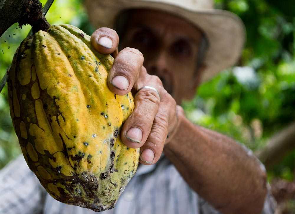 Cocoa farmer