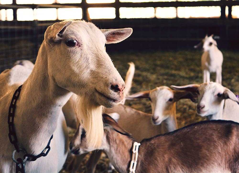 Goats on a farm